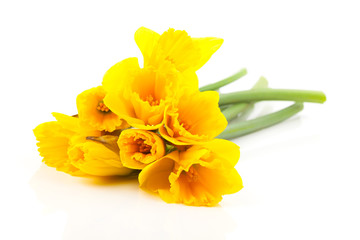 bouquet narcissus flowers on white background