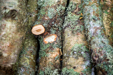 Winter in the forest. Felling in the forest, lumberjack chopping wood and gathering firewood for winter. Macro shot of freshly cut timber in trailer. Dry, emerald moss, snow, ice on bark in the woods