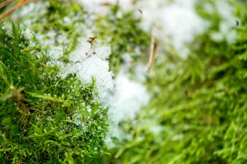 Winter in the forest. Nature are awakening and hoping for sun and warmth. A macro shot of moss plants reaching for daylight and first sunbeams. Ice, snow on green grass and thick moss layer in forest 