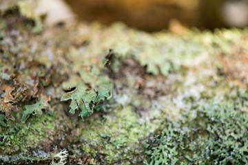 Winter in the forest. Felling in the forest, lumberjack chopping wood and gathering firewood for winter. A macro shot of emerald green, dry, thick moss layer on cut down oak tree in the woods