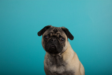 Pug against teal background