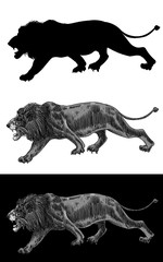 Lion Walk, Silhouette