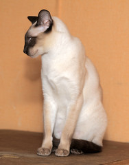 Fototapeta na wymiar Siamese cat on a brown background