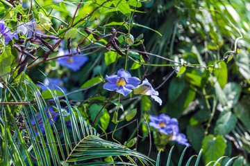 Blue liana in rain forest, Cuba