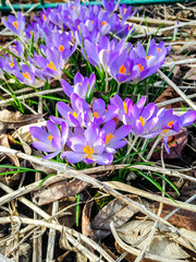 Krokusse im Frühling