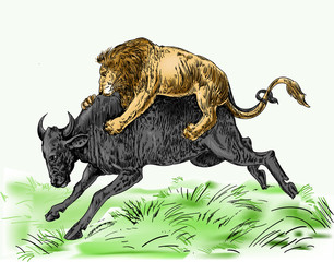 Lion Attacking Buffalo 