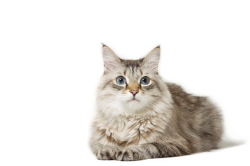 Siberian cat breed lying isolated on white