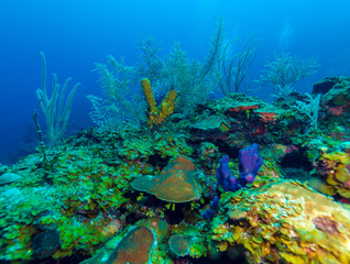 Fototapeta na wymiar Underwater scene with colorful tropical fish near the sea reef