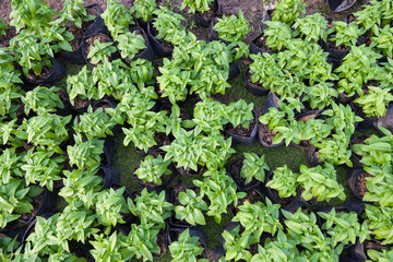 new life and environmental conservation