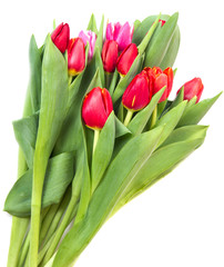 Many bright tulips isolated on white