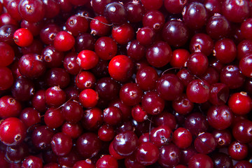 Cranberries background