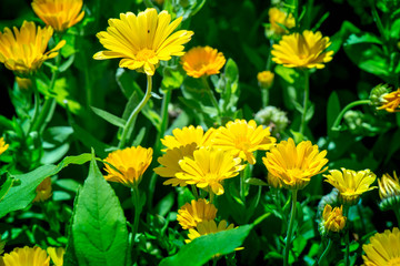 Shot of blooming marigolds on a sunny summer day

