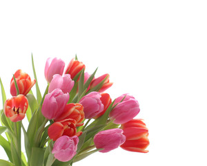 Spring pink and red tulips on white background