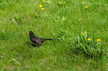 Raven in the Grass