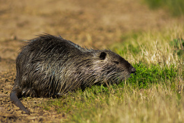 Nutria (Myocastor coypus) al pascolo su prato