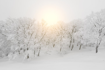 Tree covered with snow  on winter storm day in  forest mountains .