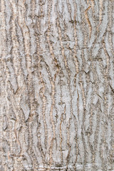 Tree bark texture with light colors