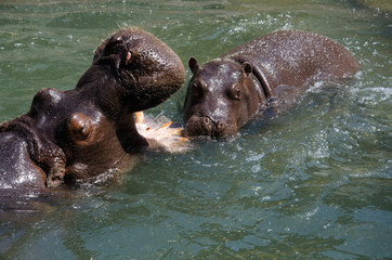Mom and Baby Hippos playing in the water