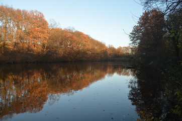 Reflection of autumn forest in lake in fortress around Antwerp