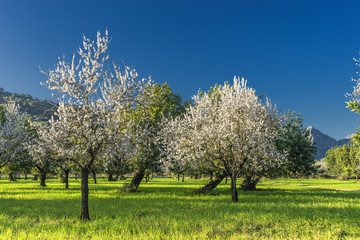 Fototapeta premium almond trees