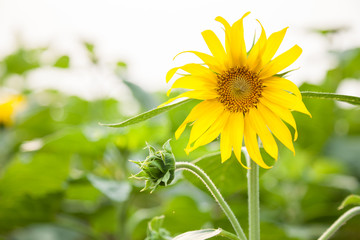 Obraz premium A bright yellow sunflower in garden