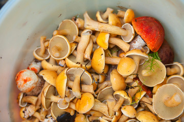 edible wild mushrooms in basket in forest