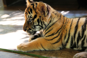 Baby Tiger