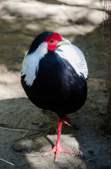 Black Chicken in the Yard