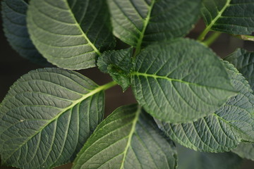 Hydrangea Leaves