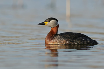 Серощекая поганка.