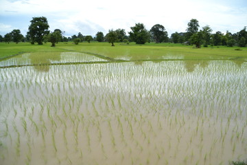 ricefield in Laos