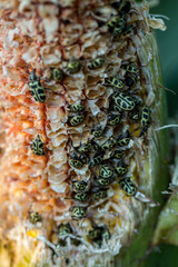 insectos sobre mazorca maiz