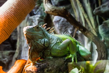 Lizard sitting on a log