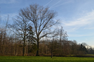 Obraz premium Green meadow lined by trees on a sunny autumn day