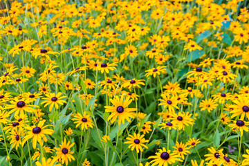 Obraz premium Black eyed susan- rudbeckia flowers, summer flower garden background.