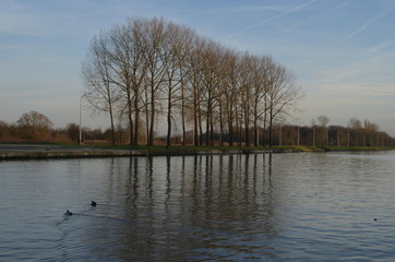 Reflection of row of poplar trees in a canal on an autumn evening