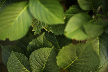 Hydrangea Leaves