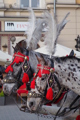 Horses © BKołodziej