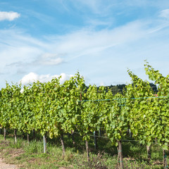 Fototapeta na wymiar Bunches of grapes on a vine