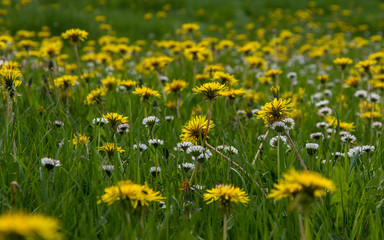 Dandelion Flowers and Daisies in Meadow