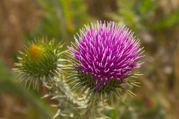 Purple scotch thistle flower