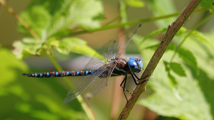 Canada Darner
