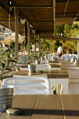 Olive tree on table 6