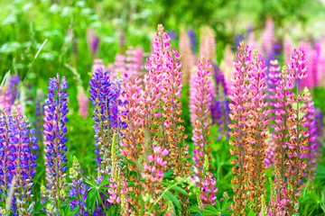 Fototapeta premium purple and pink lupine flowers blooming field background - summer meadow