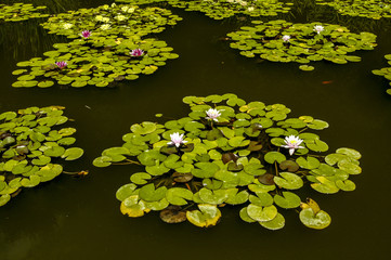 Crimea, world famous botanical garden of Nikita, Ukraine, Jalta