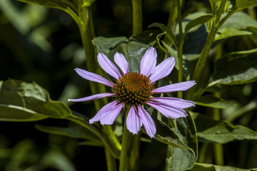 Crimea, world famous botanical garden of Nikita, Ukraine, Jalta