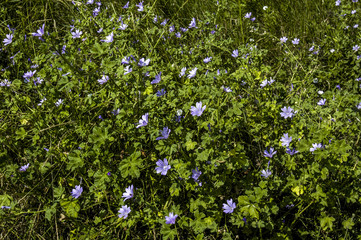 Flower meadow