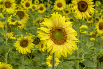 Sun flower field in warm morning light, Ukraine, Western Ukraine