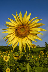 Sun flower field in warm morning light