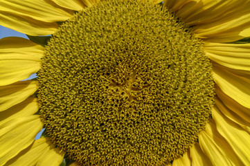 Sun flower in warm morning light
